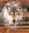 Galleria - kiss196.gif