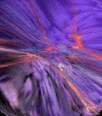Galleria - kiss197.gif