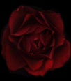 Galleria - 2rose.gif